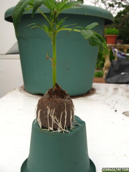 BB_CC_Clones_Sep18_015.jpg