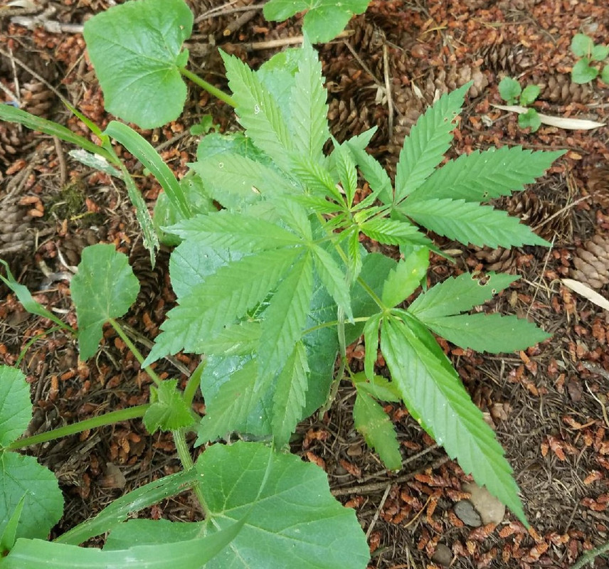 wildweed.jpg