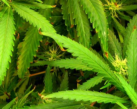 www.growweedeasy.com
