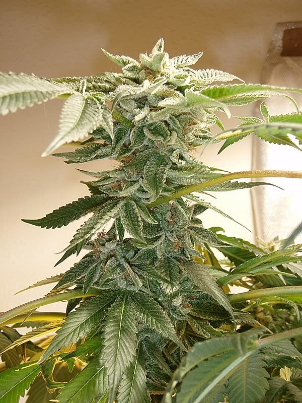 BKhydro2-2.jpg