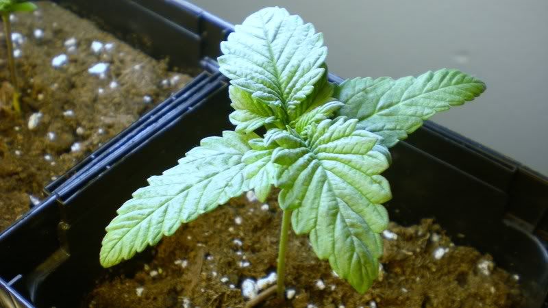 Plant1-10-August20th.jpg