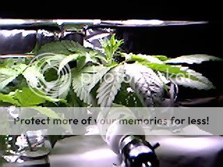 Sample_11.jpg