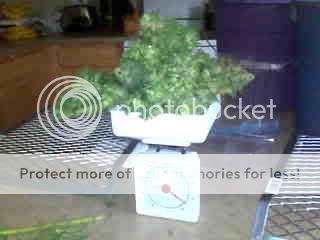 blueberryharvest.jpg