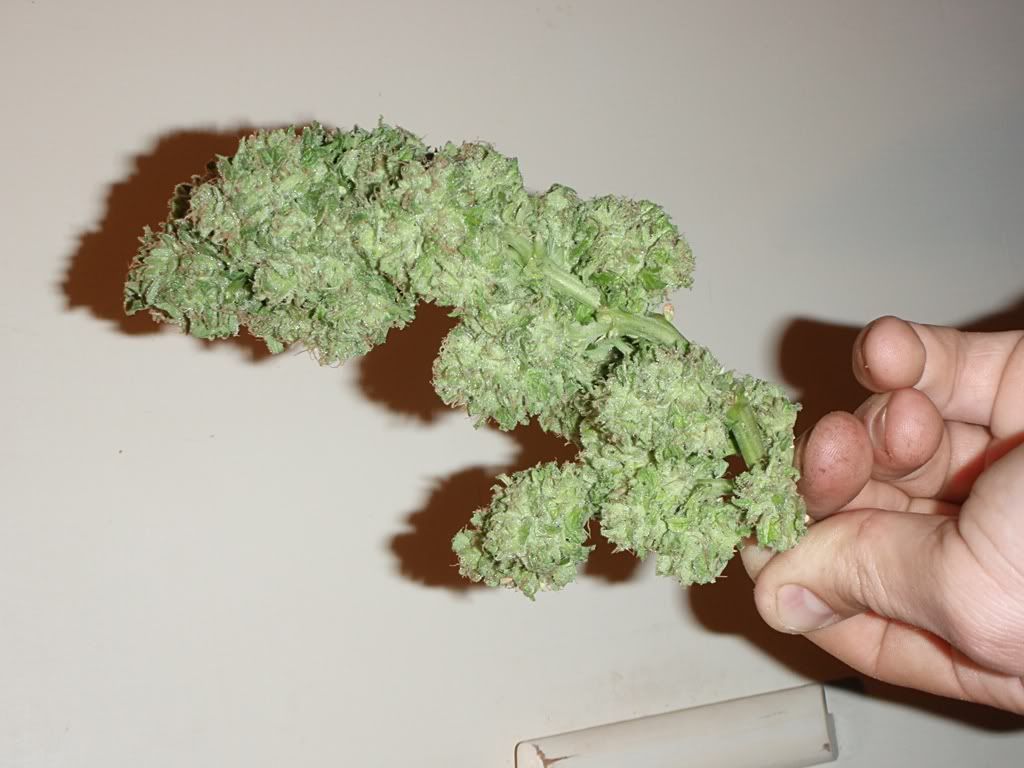 grandaddypurple2.jpg