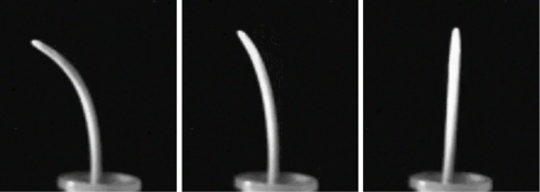 Fig1.png