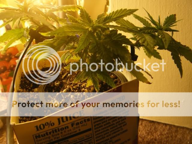 Grow061.jpg