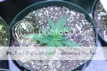 IMG_0962_zpsc3924bdc.jpg