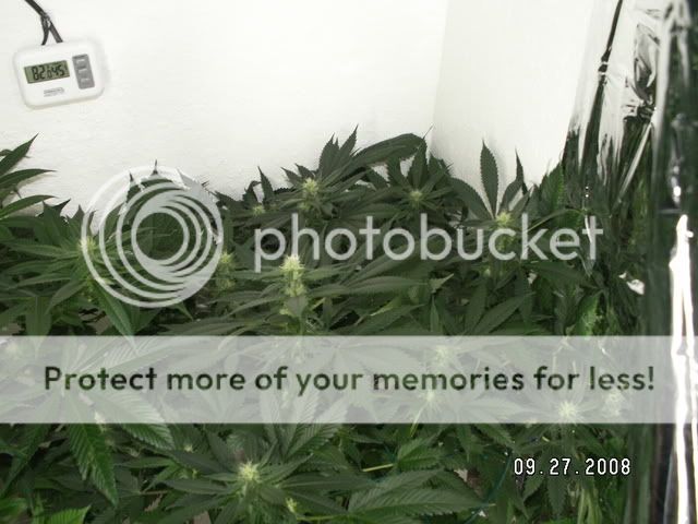 PICT0511.jpg
