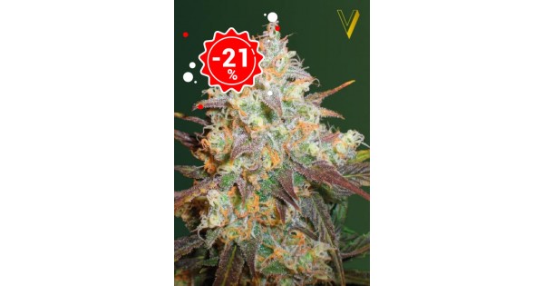 www.victoryseeds.nl