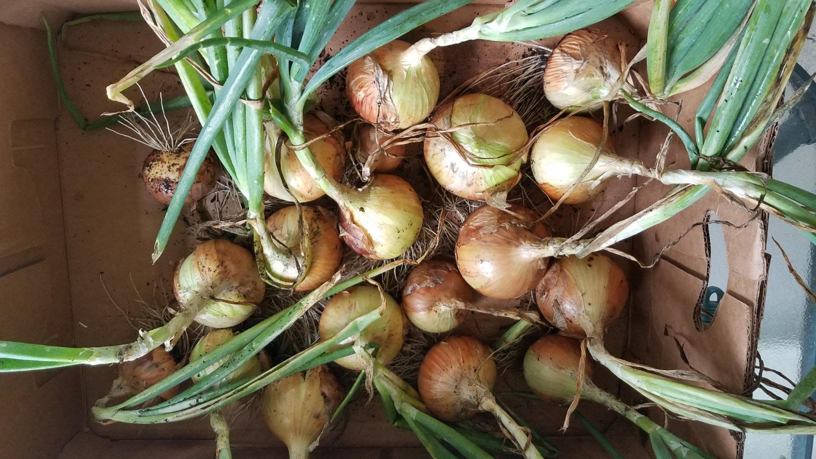 onions711.jpg