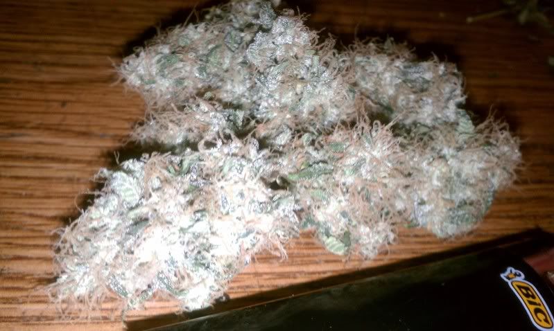 frostybuds.jpg