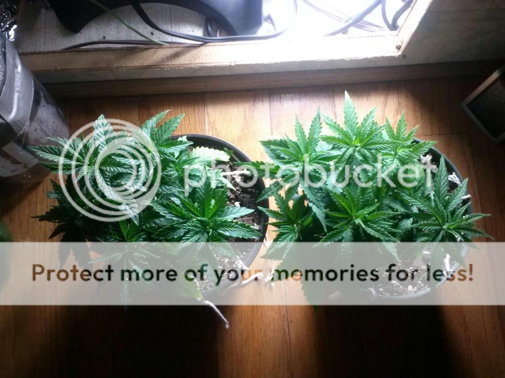 0120131537_zpsc85beb12.jpeg