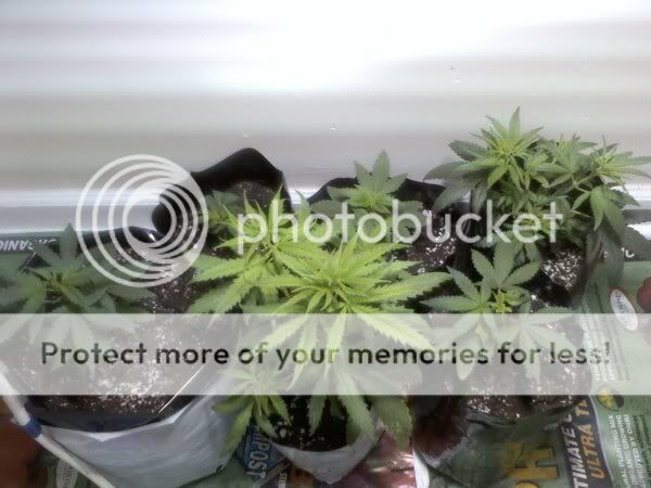 flowercloset.jpg