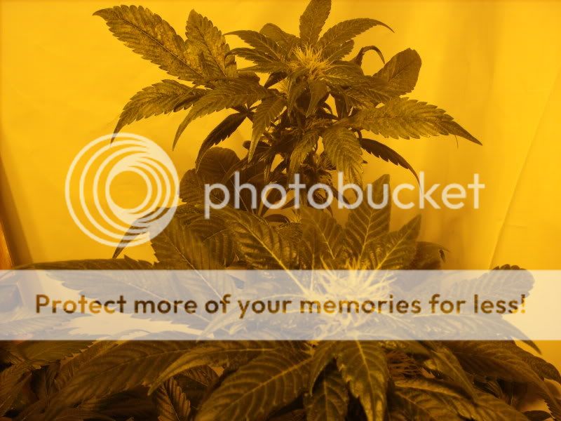 plants16008.jpg