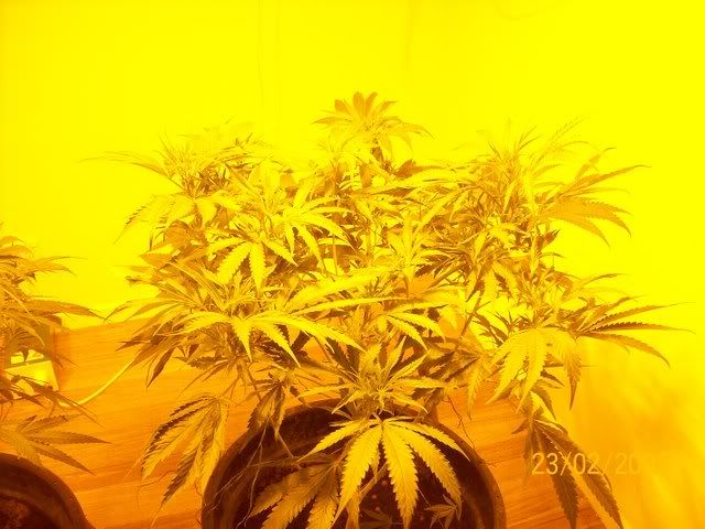 Plants061.jpg