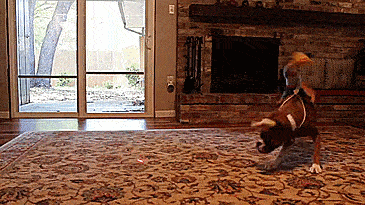 rodeo-cowboy-dog-costume-5902.gif
