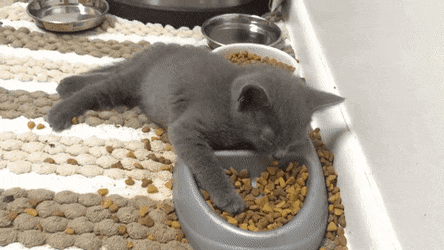 gifs_07.gif