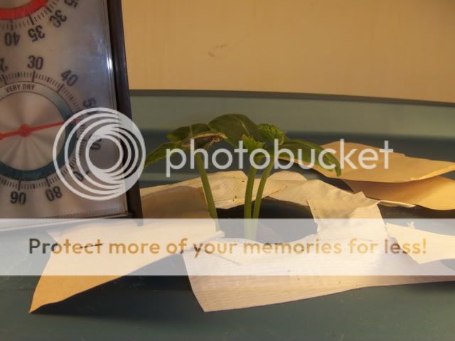 cuke3002.jpg