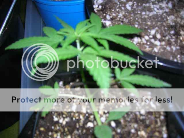 DSCN1063.jpg