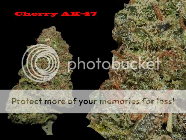 CherryAK-47.jpg