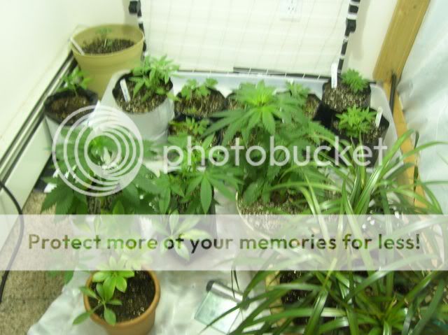 DSCN1135.jpg