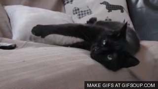 giphy.gif