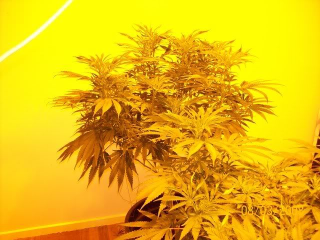 Plants097.jpg