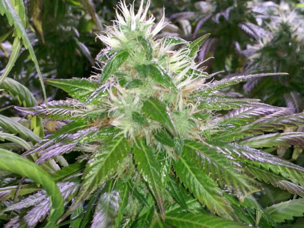 2011-08-18_14-25-40_703.jpg