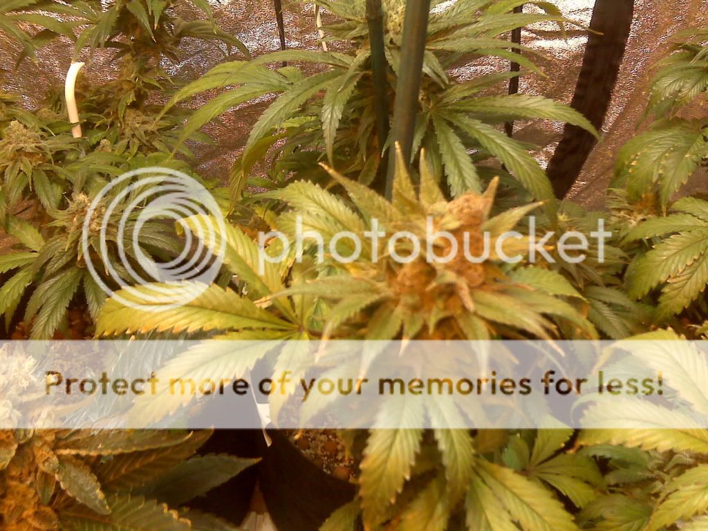 IMG00017.jpg