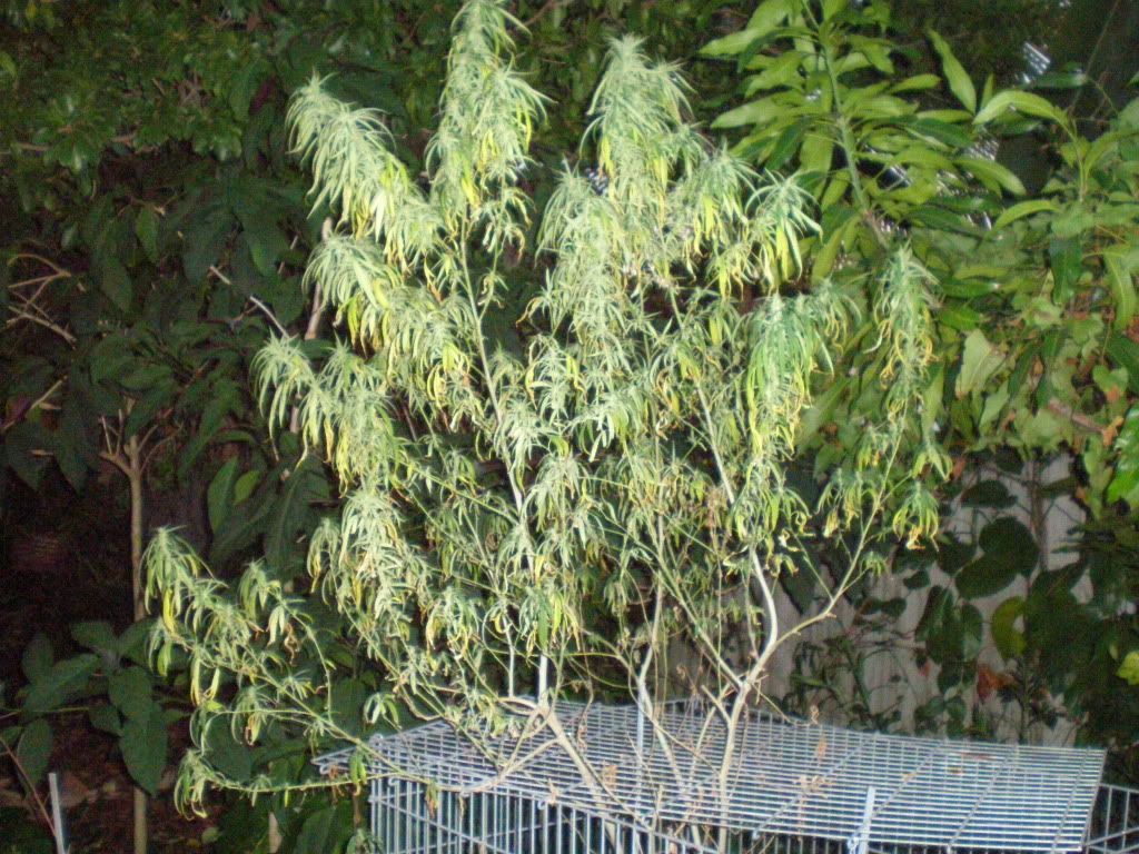 PA210004.jpg