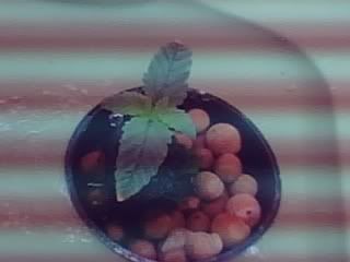 01-26-08_1110-1.jpg