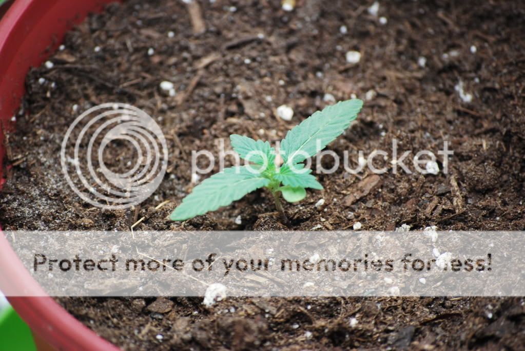 weednigga004.jpg