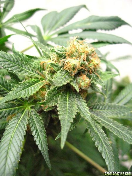 Blueberry1_Harvest_11_.jpg