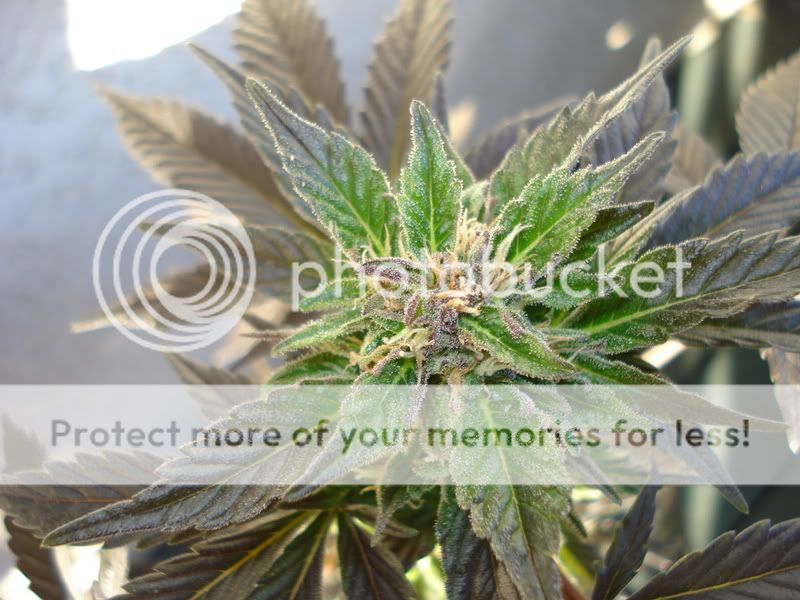 plant051.jpg