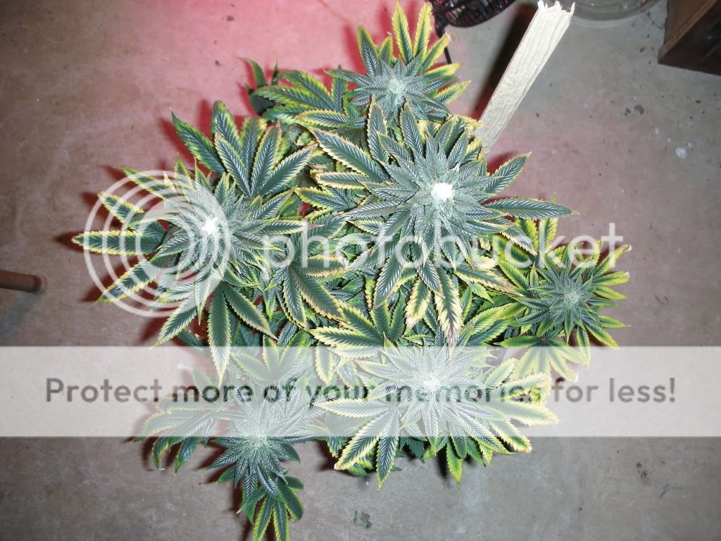 DSCN2418.jpg