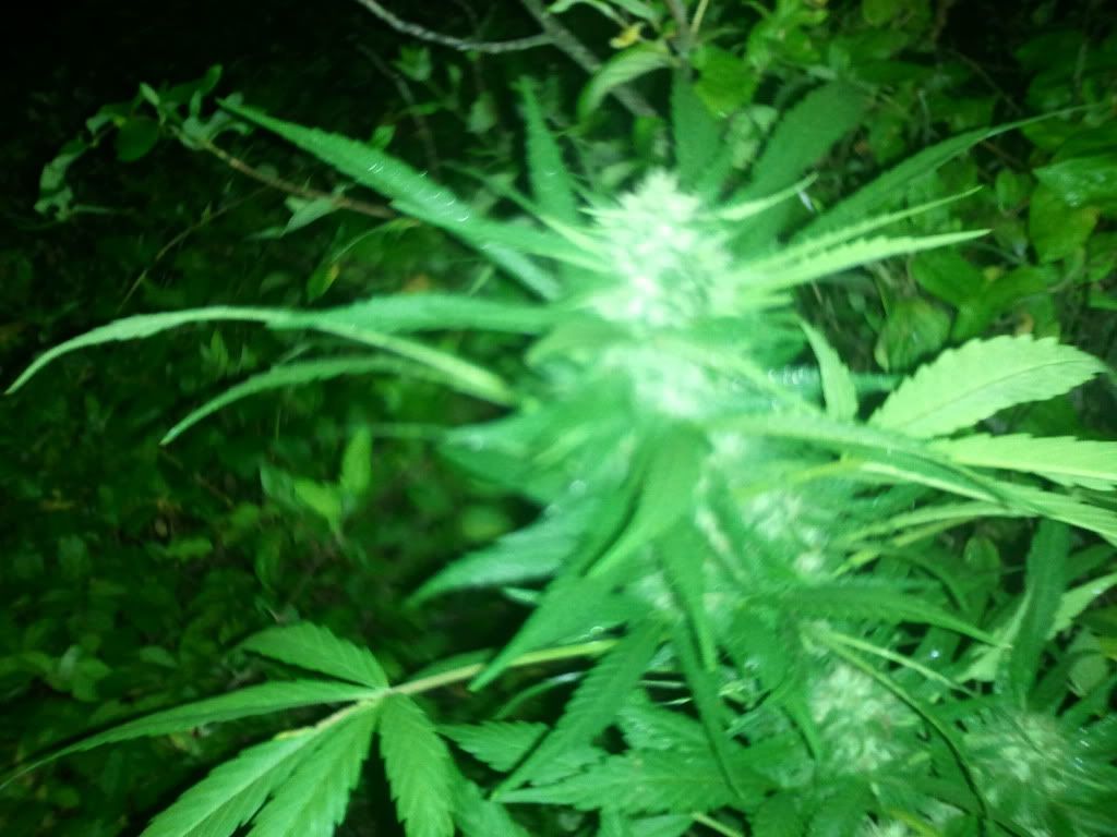 2012-06-20205043.jpg