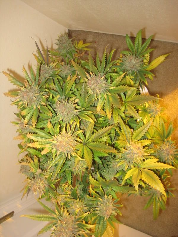 plants295.jpg