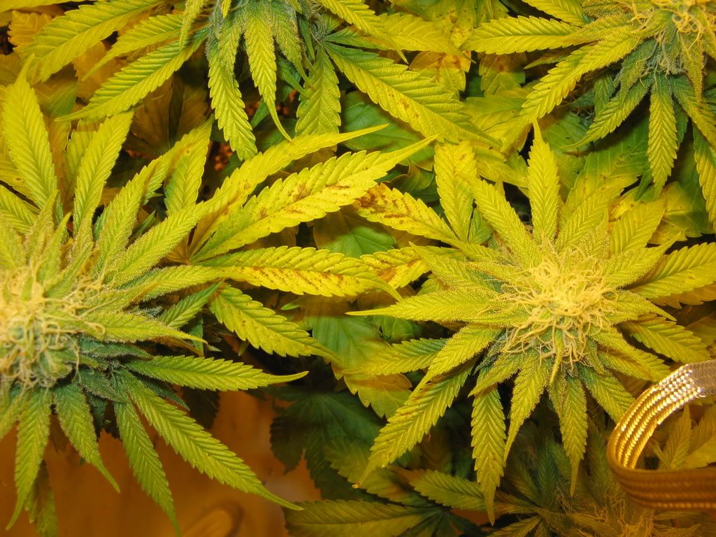 Day29flowering011.jpg