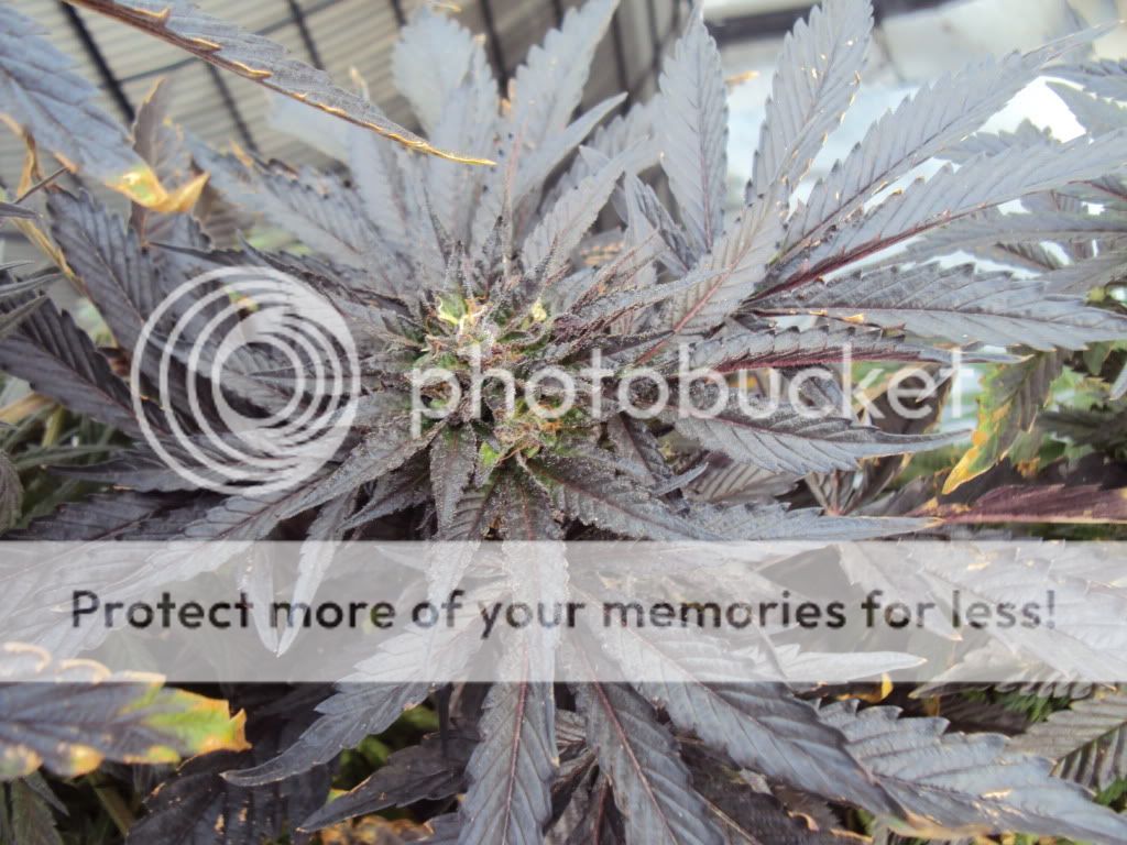 pot032.jpg