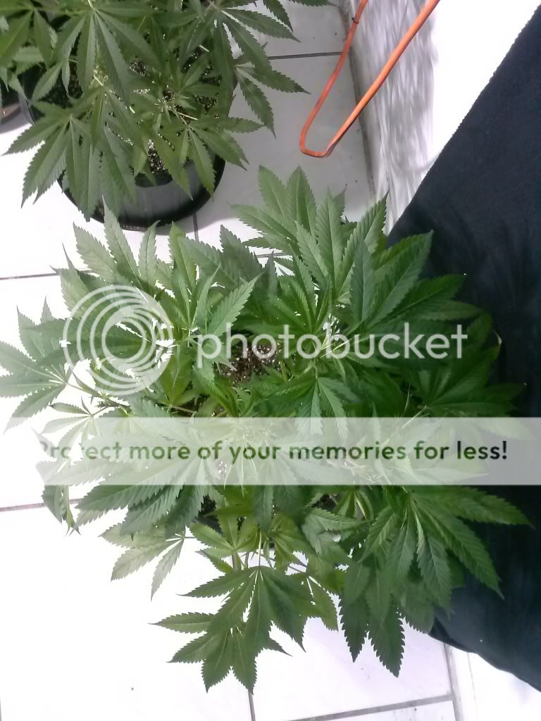 CAM00020_zpsf90b2c9c.jpg