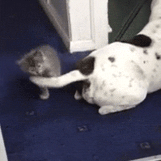 gifs_19.gif