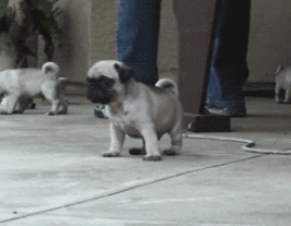 SEvXc7V.gif