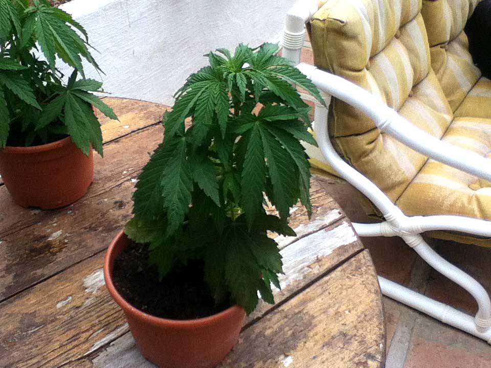 overwatering-cold.jpg