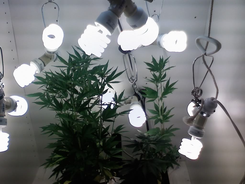 CFLs.jpg