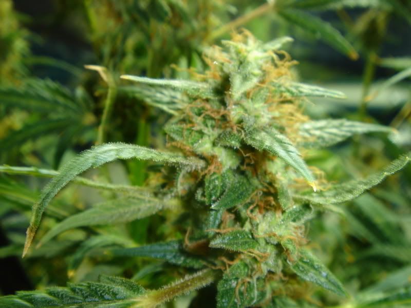 beforeharvest006.jpg