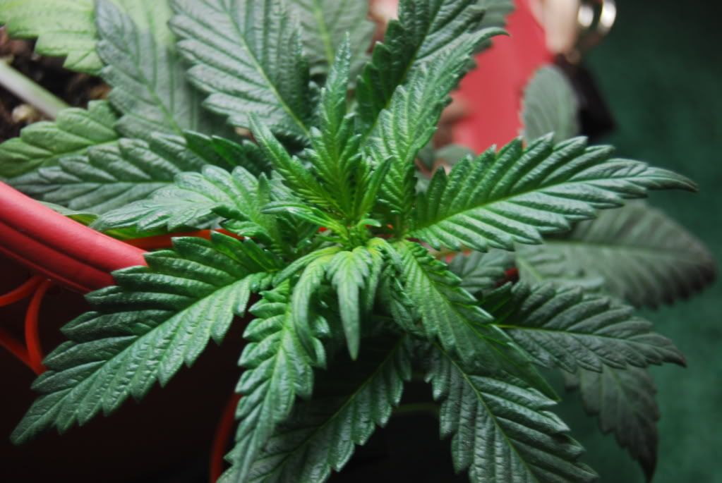weed30004.jpg