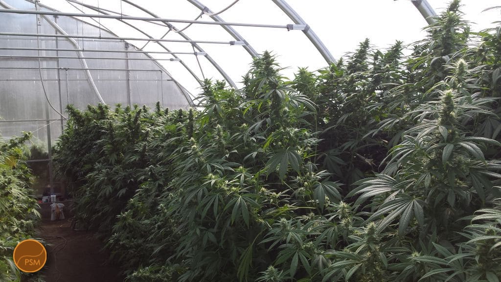 hightimes.com