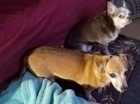 dogs2.jpg