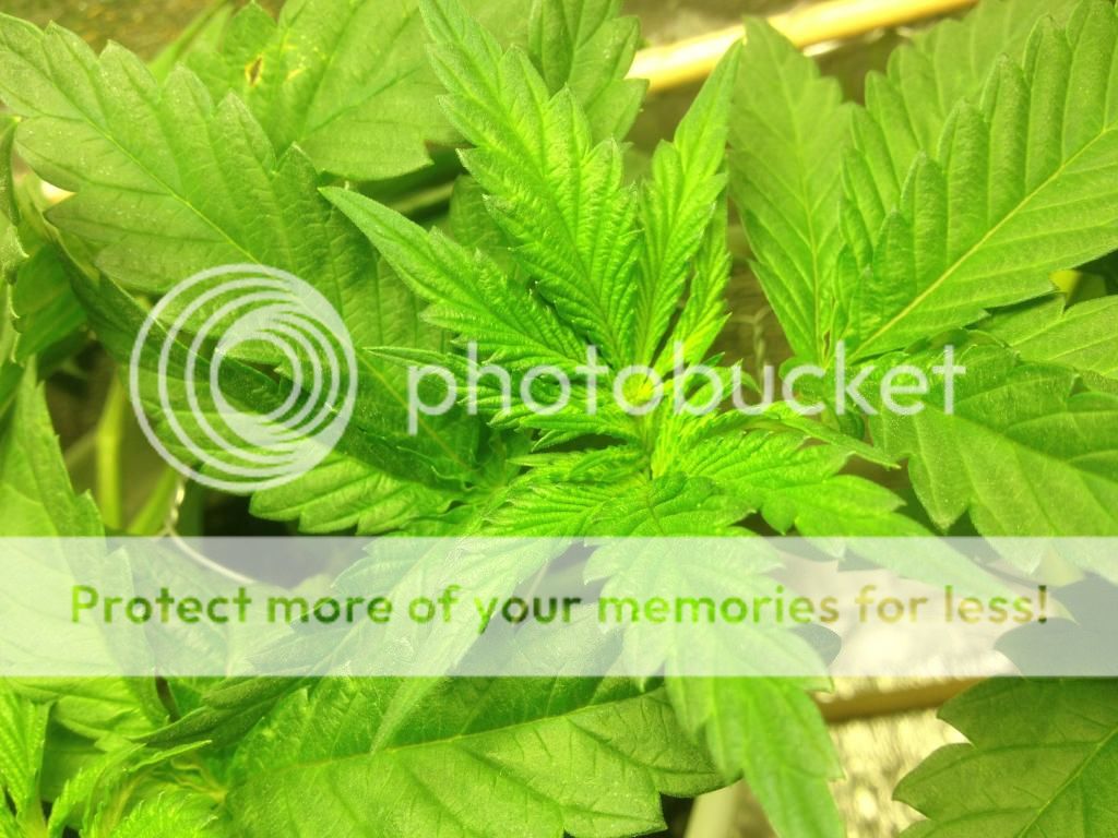 kush3.jpg