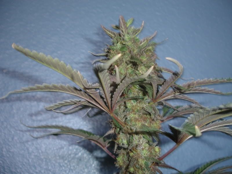 atghdf002-1.jpg